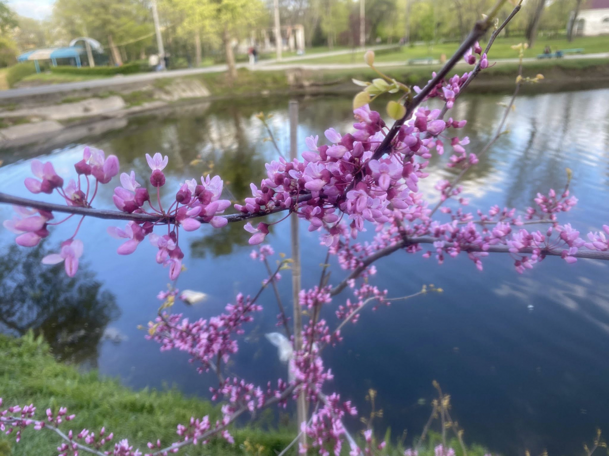У головному парку Запоріжжя квітне сакура: чим ще можна помилуватись - фото