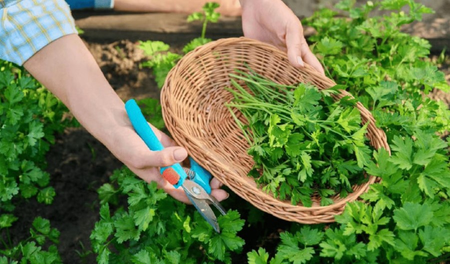 Ранній урожай без зайвих зусиль: яку зелень сіяти вже зараз