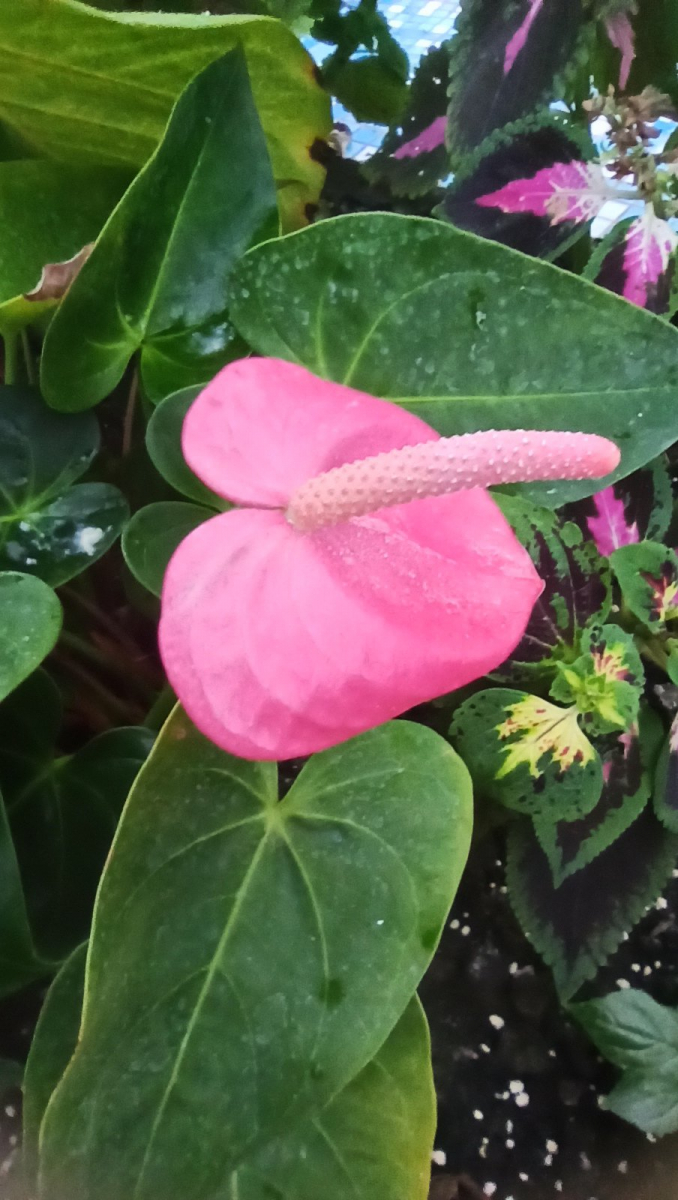 Різнокольорова краса – у запорізькому ботанічному саду гарно розцвіли квіти (фото, відео)