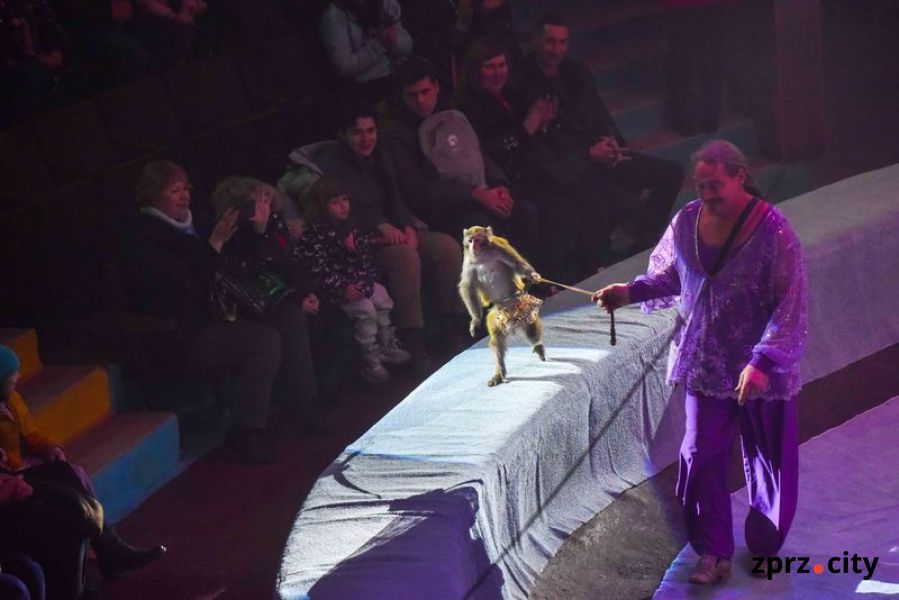 У Запорізькому цирку звірі демонструють небезпечні і забавні трюки