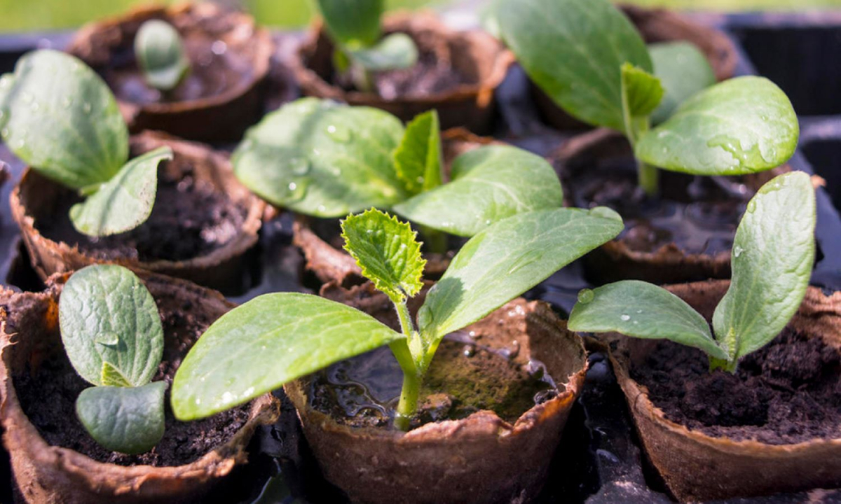 Коли садити кабачки: плюси та мінуси висадки насінням та розсадою