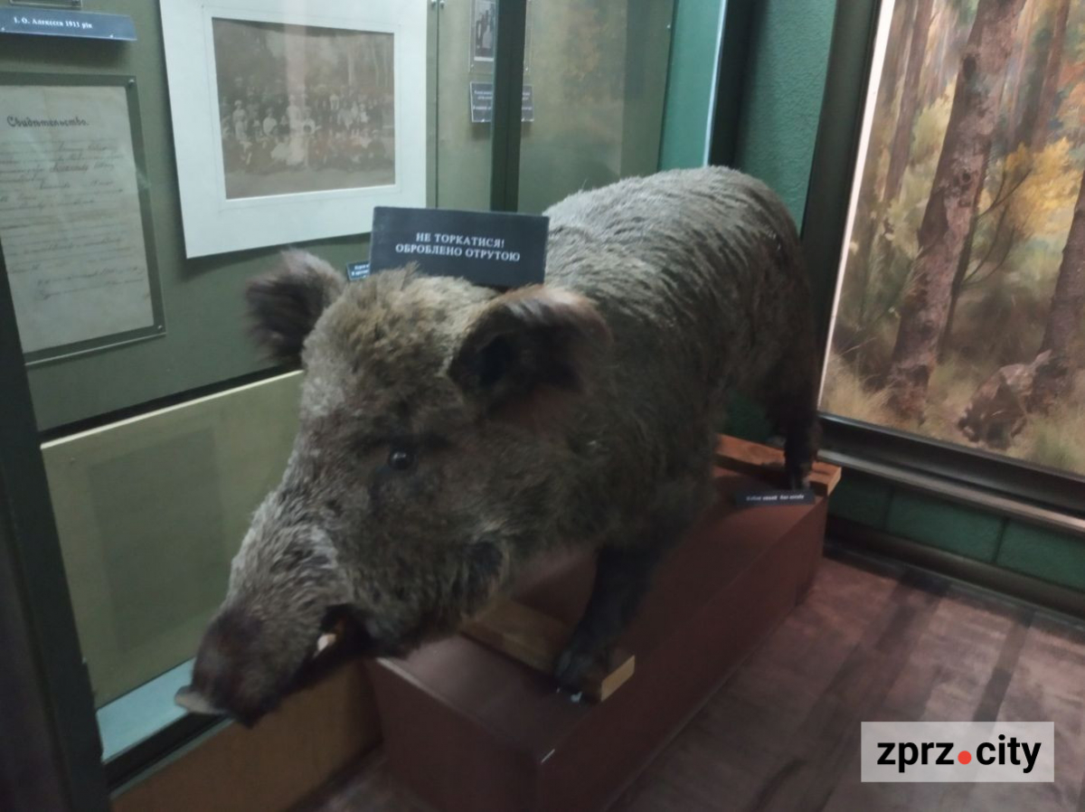 Запорізький музей змінив назву і директора - що там зараз показують