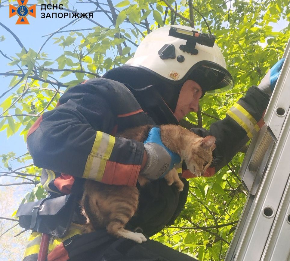 Допомога кожному – запорізькі рятувальники дістали кошеня з дерева