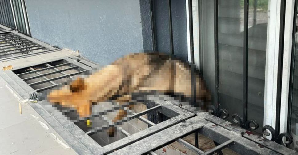 У Запоріжжі знущались над собакою: винному загрожує тюремний строк