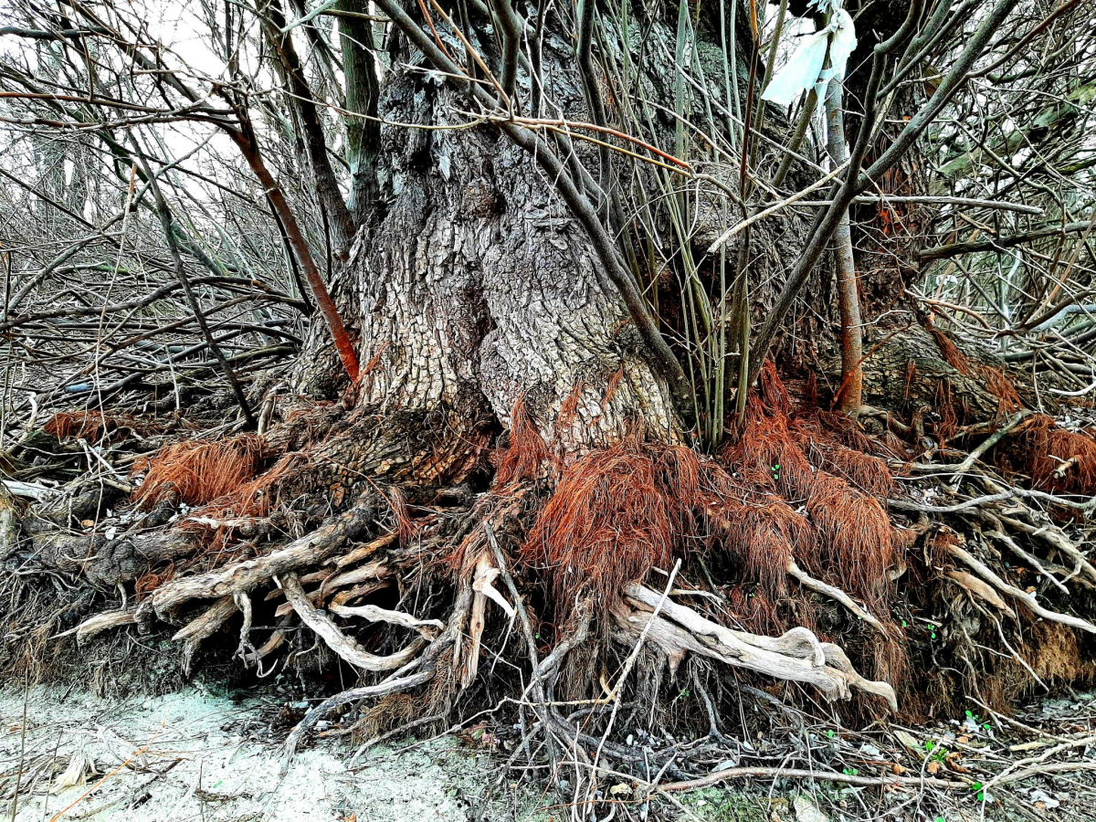У Запоріжжі через теплу зиму цілий ліс вкрився грибами – фото