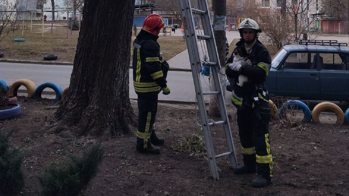 У Запоріжжі рятувальники ДСНС зняли кота з дерева - тварина застрягла ...