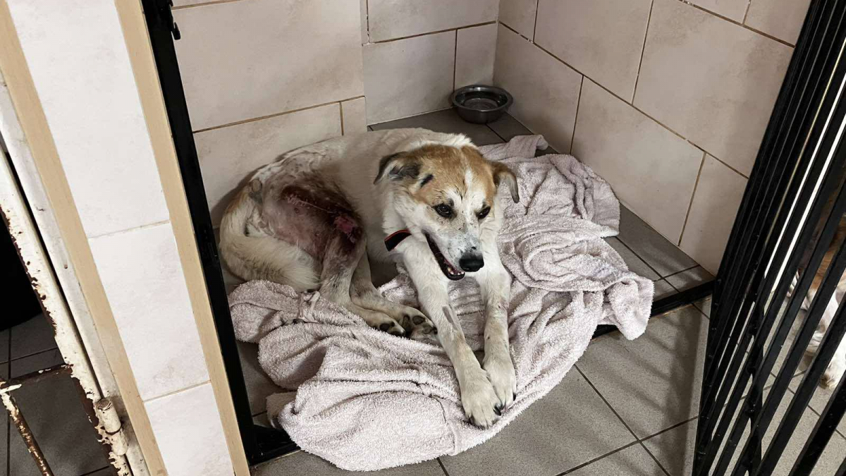 Приповз до людських воріт - у Запоріжжі рятують собаку, що дивом вижив під час обстрілу Малокатеринівки. Читайте на UKR.NET