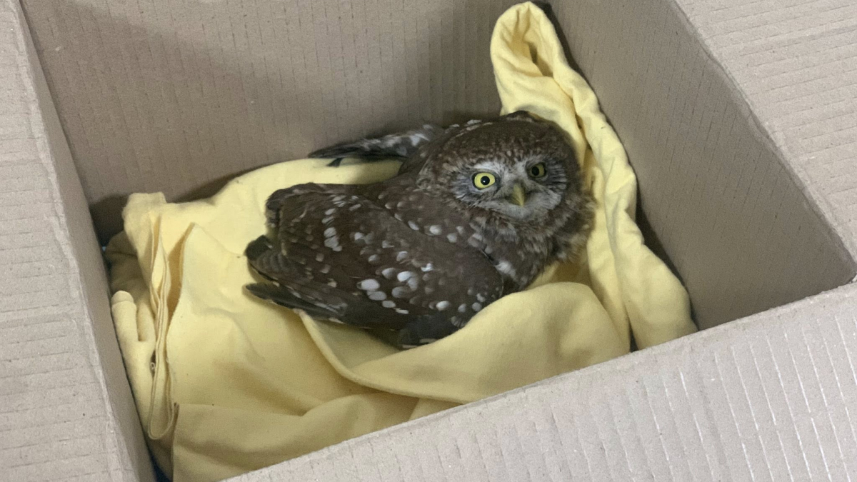 Сичик під колесами: у Запоріжжі військовий врятував дикого птаха (фото)