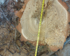 Пила гарчала, летіла тирса: на Запоріжжі екологи зловили порушника на гарячому (фото)