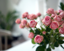 Квіткова майстерність: вирощуємо піоновидні троянди