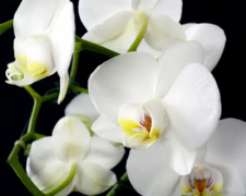 В орхідеї опадають бутони: в чому причина та як врятувати рослину?