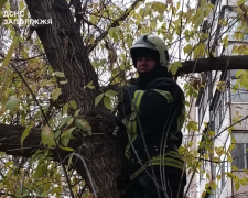 Зняли з триметрової висоти - у Запоріжжі врятували домашнього кота (фото)