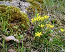 На Хортиці чудовий навіть мох – квітуча весна на острові: фото