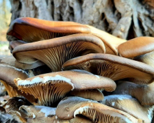У запорізькому зимовому лісі ростуть їстівні гриби - фото