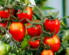 Для гарного росту та врожаю: чим підживлювати помідори на городі