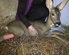  У запорізькому притулку для тварин рятують косулю - просять долучитись усіх небайдужих