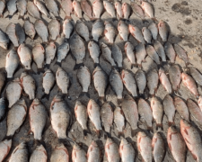 У Запорізькій області браконьєри з початку року виловили близько 500 кілограмів риби