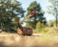 Самовільна вирубка в Запорізькій області обійдеться порушнику в 1,5 тисячі гривень
