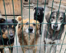 Собаки живі, але в сильному стресі - під час обстрілів постраждав запорізький притулок для тварин (відео)