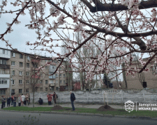 Живий символ пам'яті: в Запоріжжі висадили іменні липи для «азовців» (фото, відео)