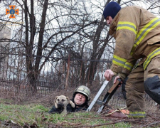 У Запоріжжі врятували собаку, який потрапив у п&#039;ятиметрову пастку - подробиці