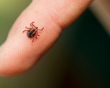 Кожен другий кліщ потенційно небезпечний: у Запорізькій області вже зафіксували перші укуси (відео)