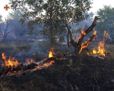  Горіла трава та дерева - у Запоріжжі за добу тричі виникали пожежі на природі (фото)