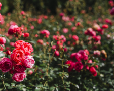 Правила догляду за трояндами під час цвітіння та після нього: поради експертів