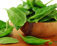 Коли саджати щавель та як отримати кілька врожаїв за сезон - поради