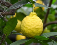 У  Запорізькому  ботсаду достигають величезні  лимони