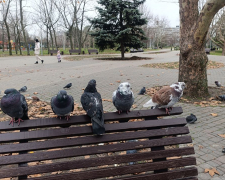 Тепла та туманна зима: у Запоріжжі прогнозують стабільно плюсову погоду