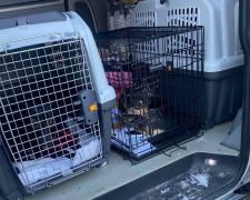 Під загрозою FPV-дронів: з Комишувахи врятували понад 100 тварин (відео)