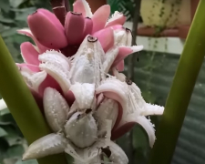 Вдома у мешканки Запоріжжя розквітнув рожевий банан - фото, відео