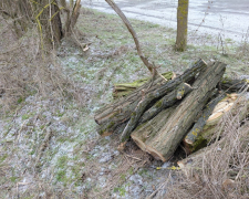 Дрова, які встиг незаконно спиляти чоловік у Запорізькому районі, доки його не зупинили