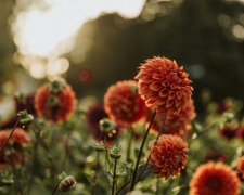 Сад, ілюстративне фото