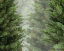 Операція &quot;Новорічна ялинка&quot; - у Запоріжжі почалися перевірки святкових дерев