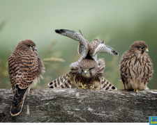 У Запоріжжі покажуть виставку Міжнародного салону &quot;Фотовернісаж на Покрову&quot; - безкоштовний захід
