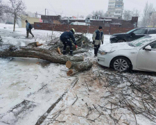 Падали на дороги й тротуари - у Запоріжжі сильний вітер повалив понад пів сотні дерев (фото)