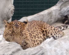 У амурських леопардів у Василівському зоопарку з`явився новий будинок - фото