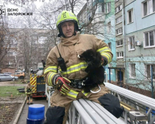 У Запоріжжі котик заліз на дерево на висоту п&#039;ятого поверху та не міг спуститись - що зробили мешканці