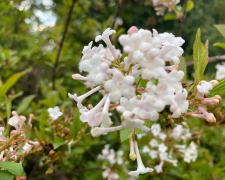 У Запорізькому ботсаду квітнуть магнолії та сакури, фото: Ірини Єгорової