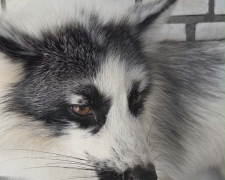 Нещодавно запорізький притулок “Дай лапу, друже” поповнився незвичайним мешканцем — мармуровим лисом на ім’я Хом’ячок. Фото Ірини Дідур