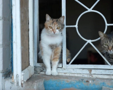 Коти родини актора Євгена Козьмика, фото "Суспільне. Черкаси"