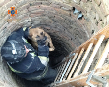 Впав у пересохлу криницю - у прифронтовому Оріхові врятували собаку (фото)