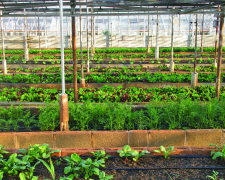 Що запорізьким городникам садити в теплиці весною, фото: ілюстративне