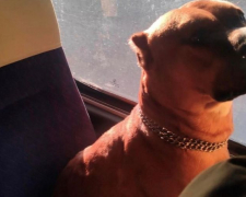 Бійцівського пса, який самостійно їздив у запорізьких маршрутках, повернули додому