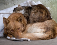Коти та собаки залишаються безпорадними після обстрілів - волонтери закликають допомогти вивезти тварин із Малокатеринівки