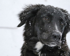 Як захистити свого собаку від морозів – корисні поради