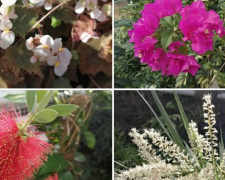 У запорізькому ботанічному саду показали, які квіти зараз цвітуть