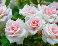 Для пишного цвітіння: як та чим підгодовувати троянди